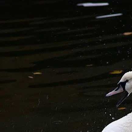 Swan's Serenade