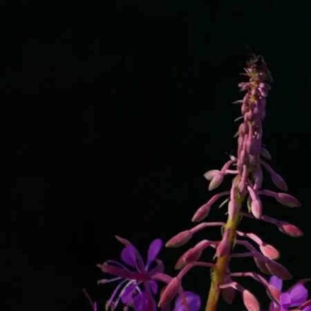 Fireweed in Chiaroscuro