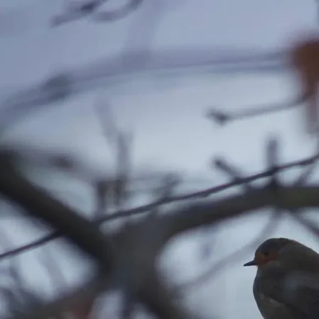 Winter's Sentinel