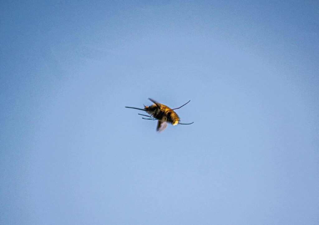 Bee-fly's Aerial Acrobatics