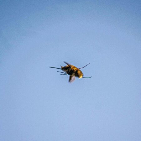 Bee-fly's Aerial Acrobatics