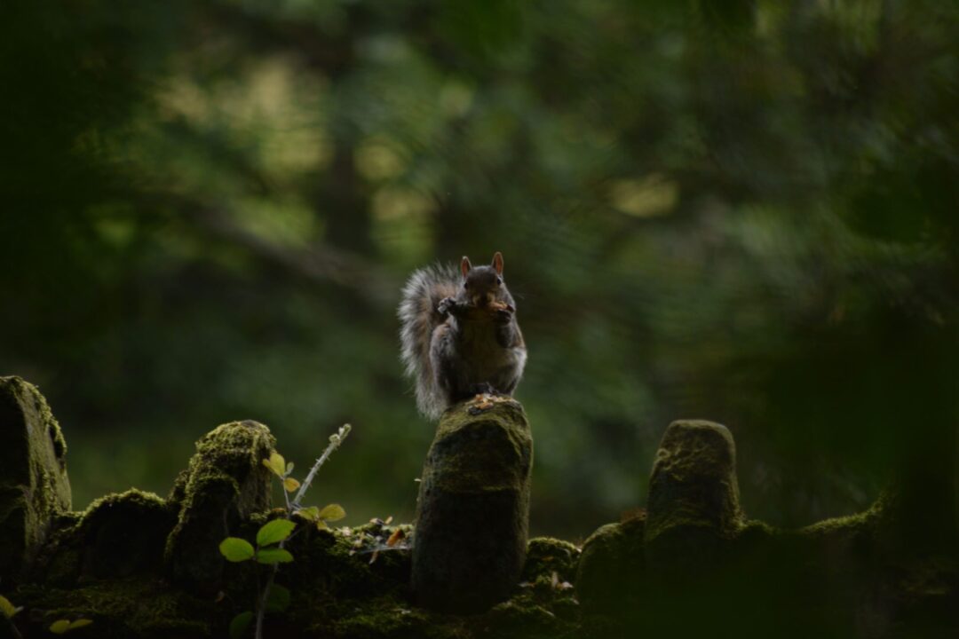 Forest Banquet