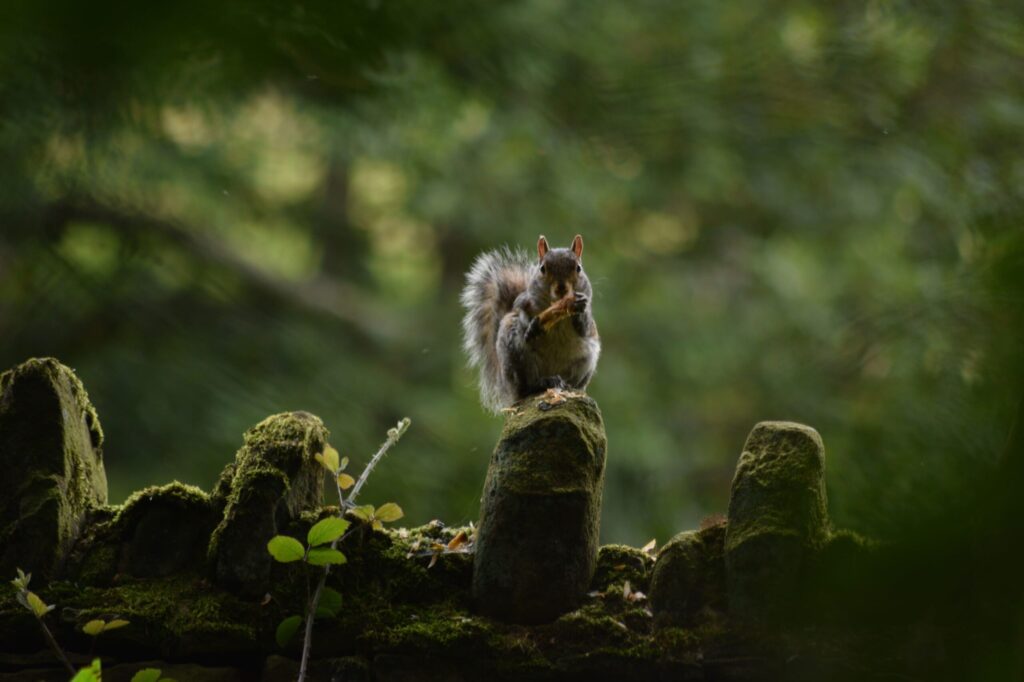 Forest Forager