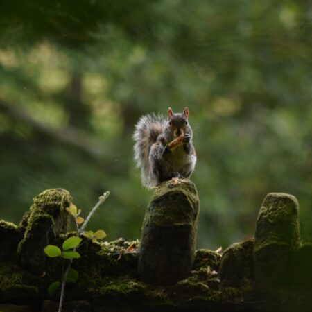 Forest Forager