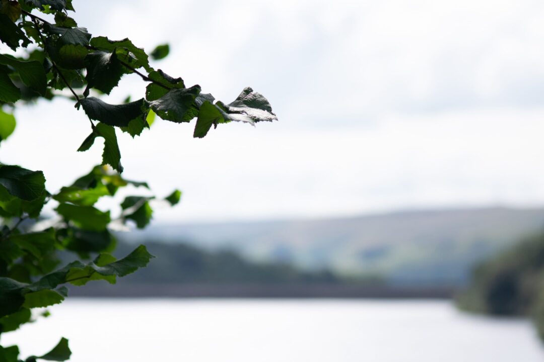 Lakeside Serenity