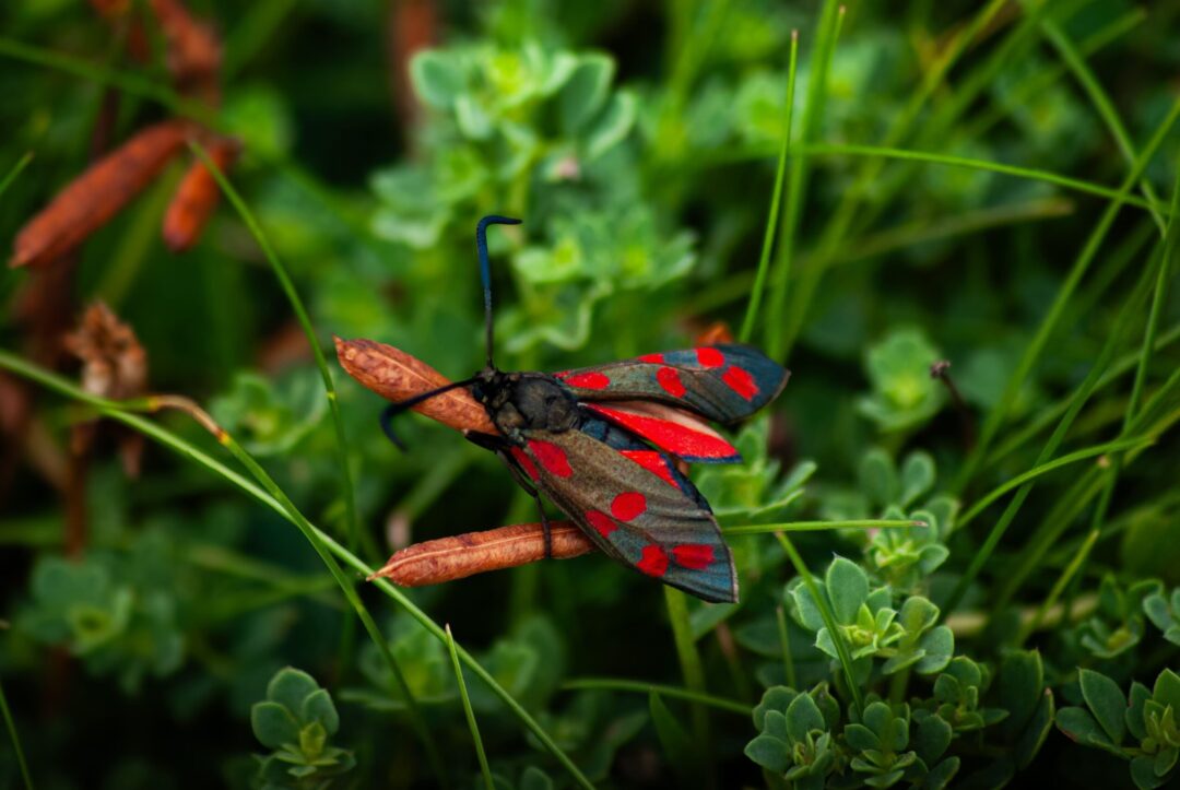 Scarlet Adornment