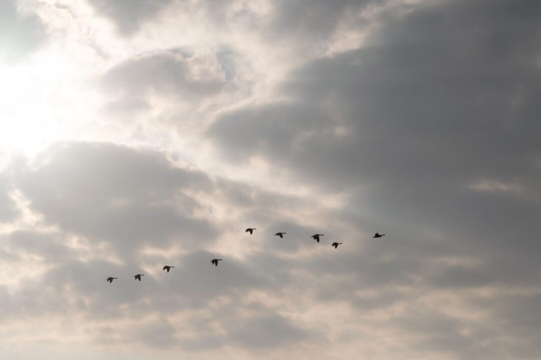 Skyward Flight