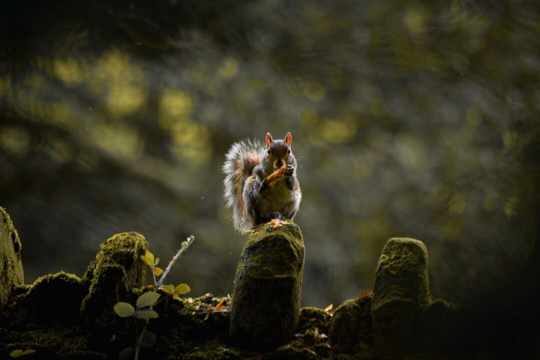 Woodland Watcher